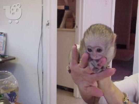 πιθήκους marmoset,capuchin monkey και άλλα είδη προς πώληση